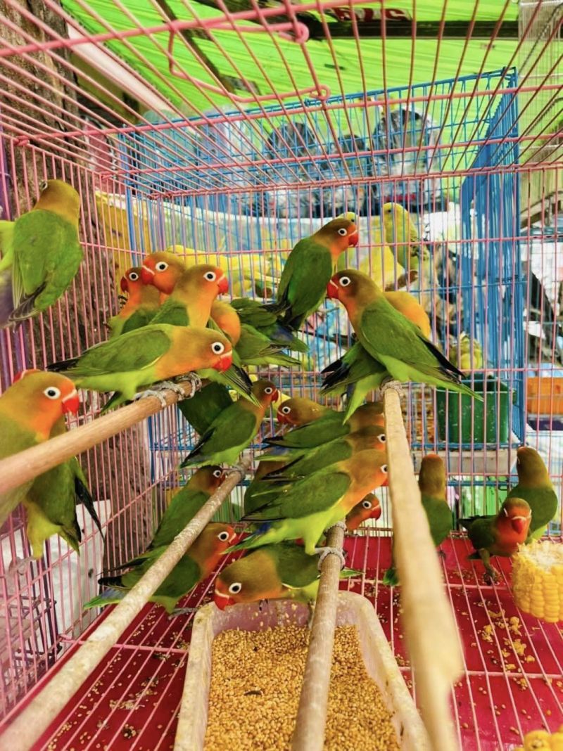 Tiệm Chim Cảnh Phượng Sài Gòn