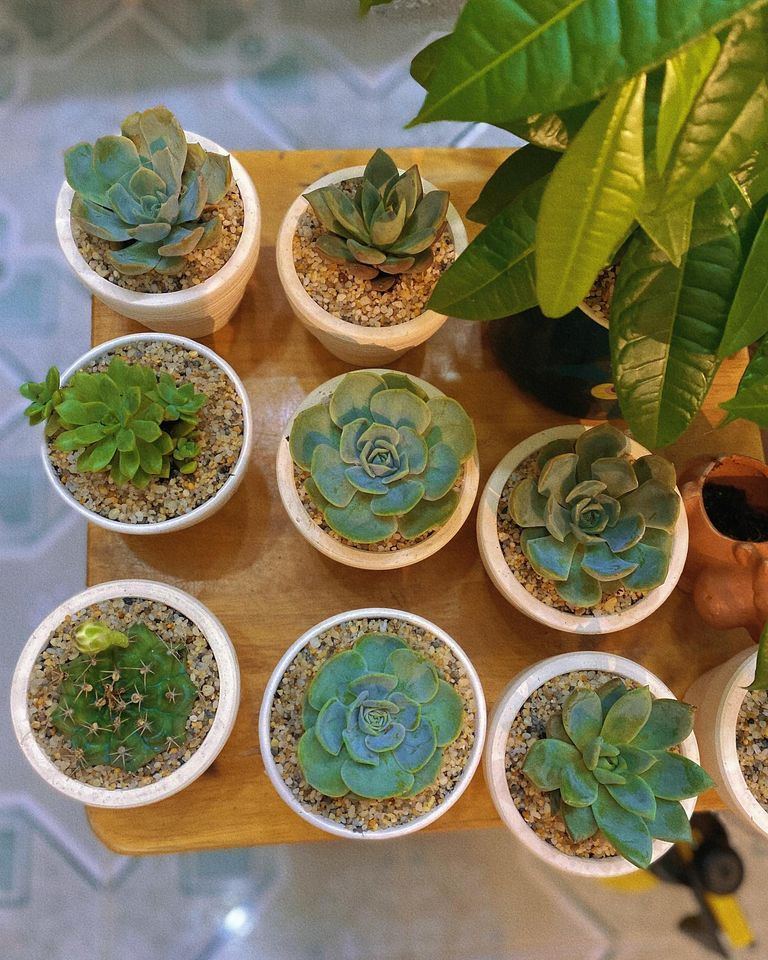 Cỏ
