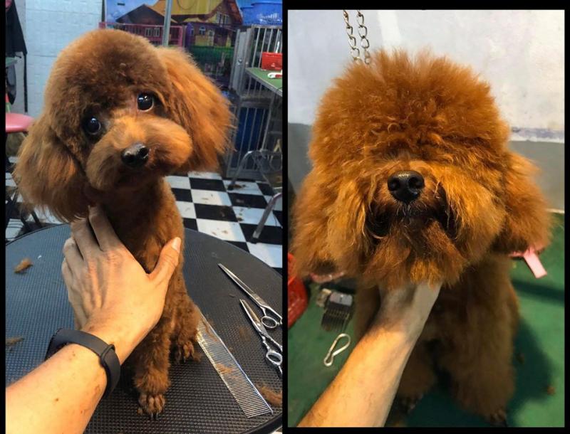 Tiệm thú cưng Hachiko