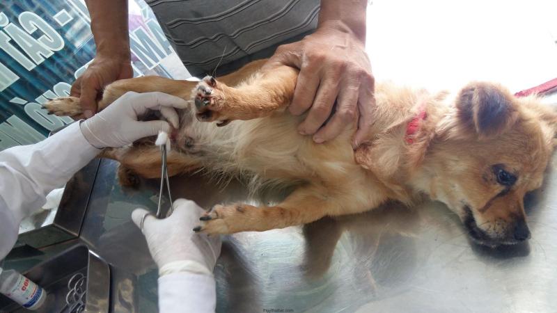 Chi phí triệt sản thường không cao và mang lại nhiều lợi ích