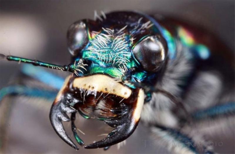 Tiger Beetle
