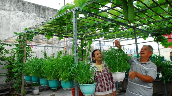 Tranh thủ làm chăm sóc vườn nhà cũng không tồi