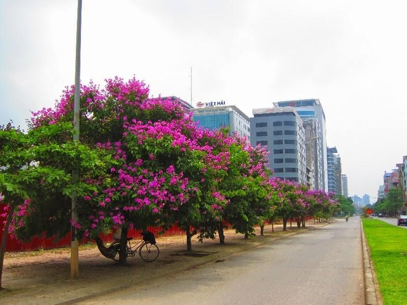 Hoa đẹp qua từng ý thơ