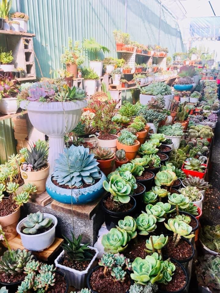 Tin Garden - Cây cảnh Gia Lai