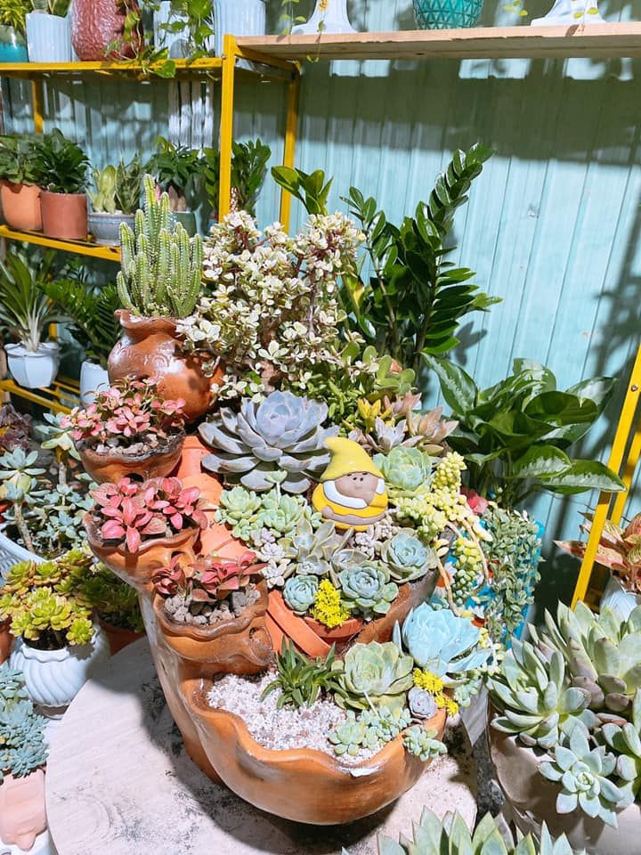 Tin Garden - Cây cảnh Gia Lai