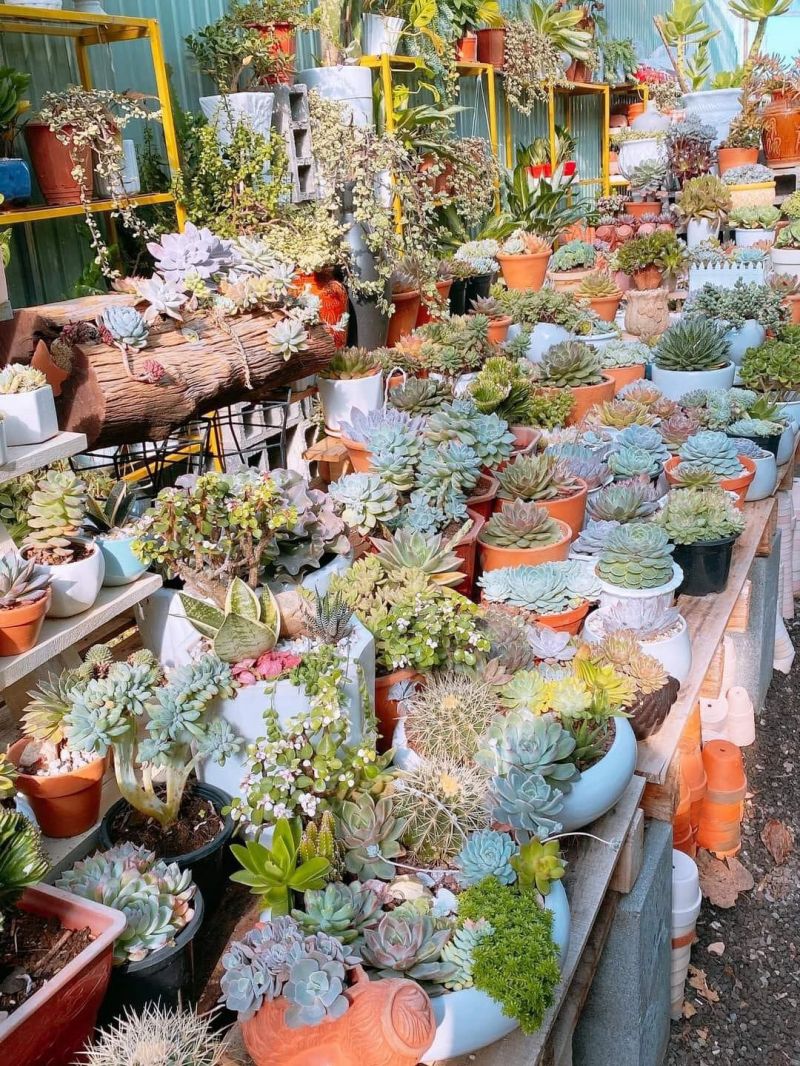 Tin Garden - Cây Cảnh Gia Lai