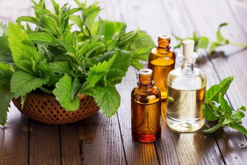 Tinh dầu bạc hà có khả năng thanh lọc và làm mát