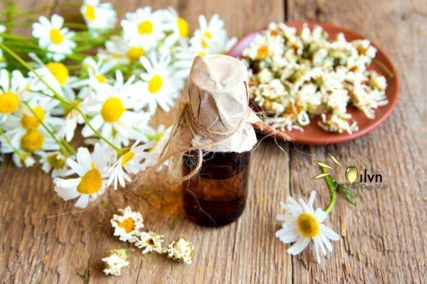 Tinh dầu Cúc Trắng La Mã