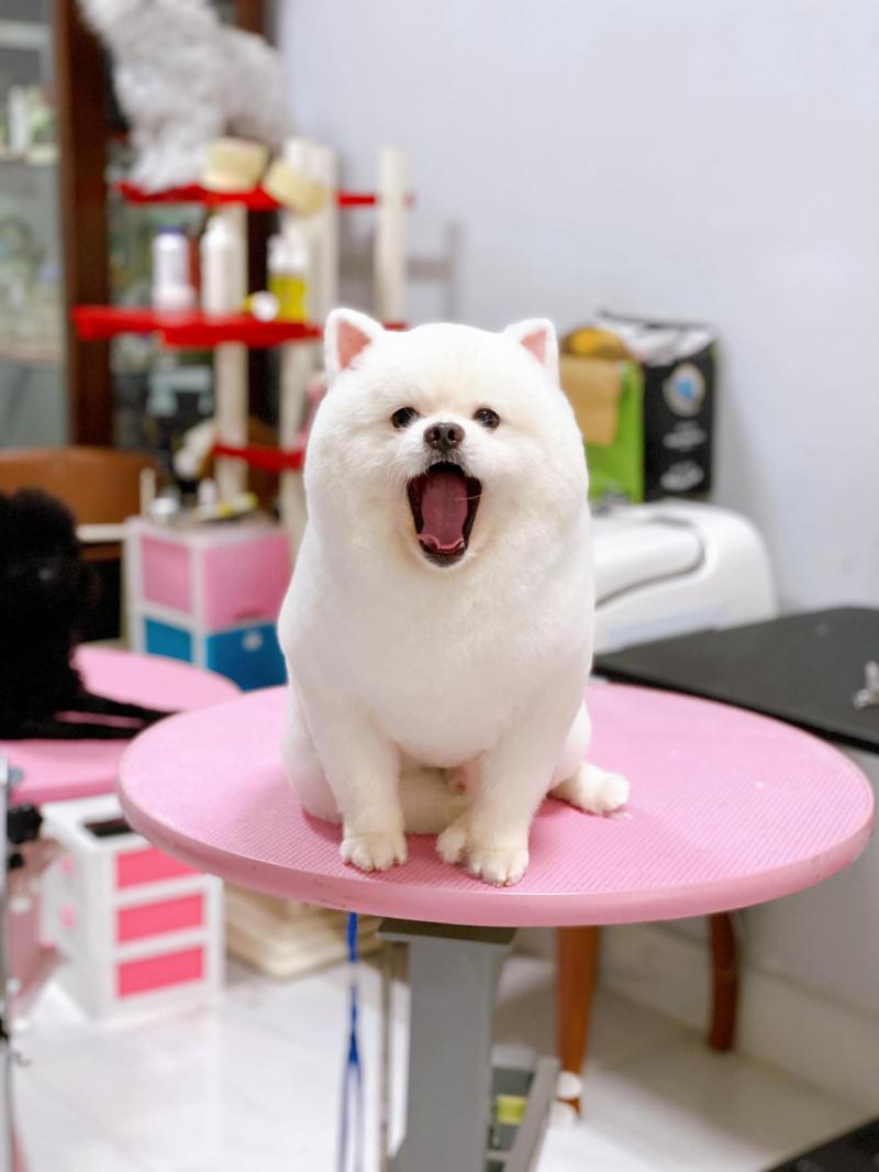 Tiny Town Grooming