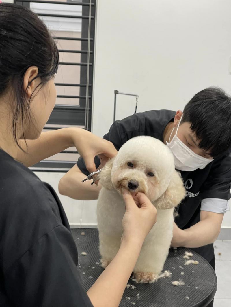Tô Hiếu - Học Viện Đào Tạo Groomer Cắt Tỉa Lông Thú Cưng