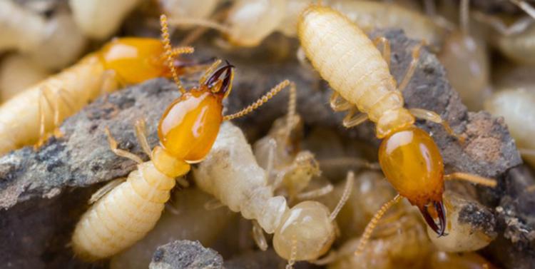 Toàn Cầu Pest Control