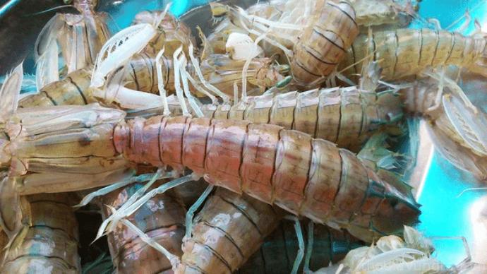 Tôm tít được đánh bắt rất nhiều ở đảo Thạnh An
