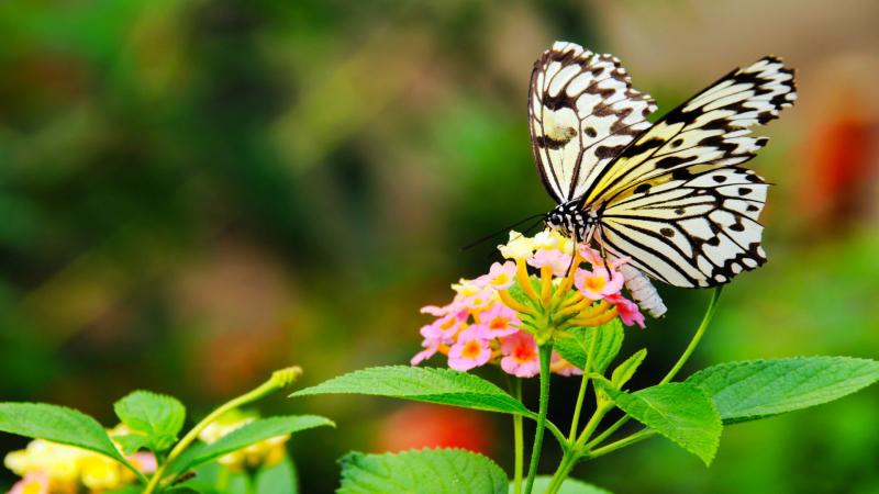 Top 7 loài bướm hiếm nhất thế giới