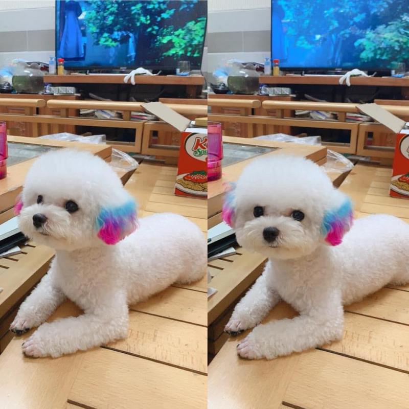 TOP PETS - Làm đẹp cún yêu Đà Nẵng