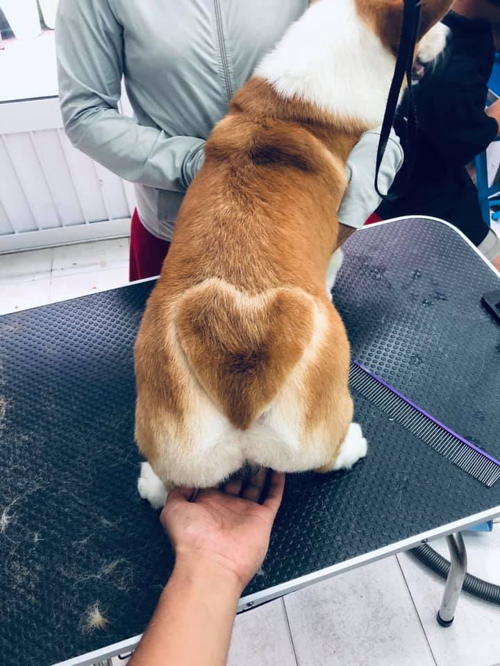 TOP PETS - Làm đẹp cún yêu Đà Nẵng