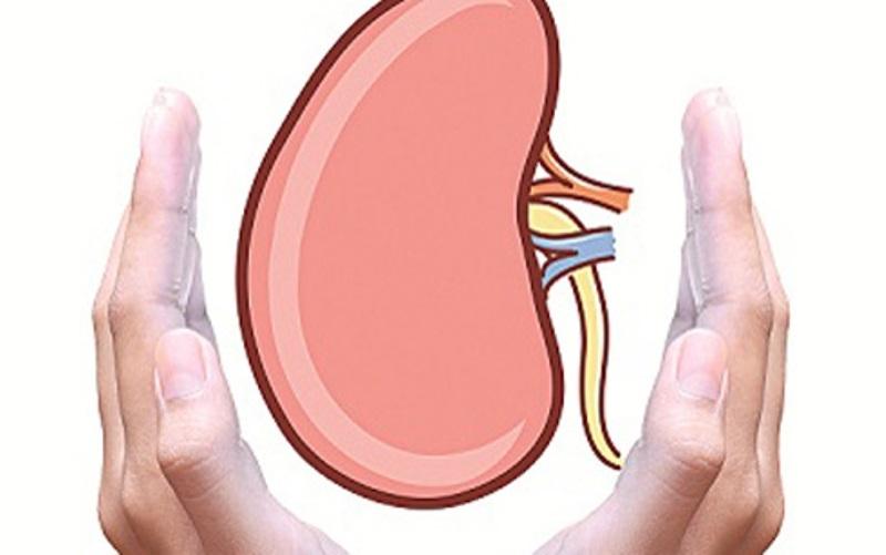 Tốt cho hoạt động của thận