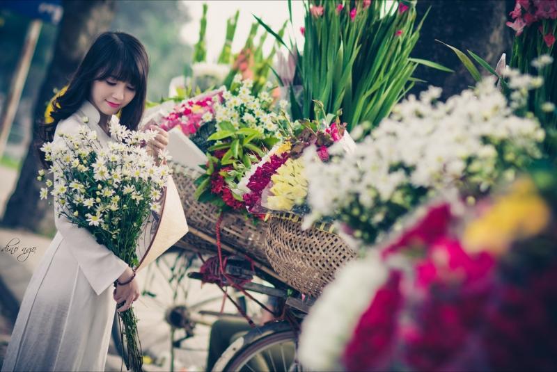 Cúc họa mi
