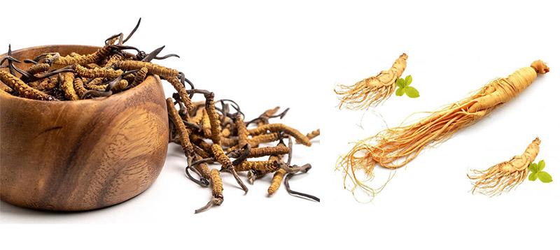 Trà đông trùng hạ thảo nhân sâm