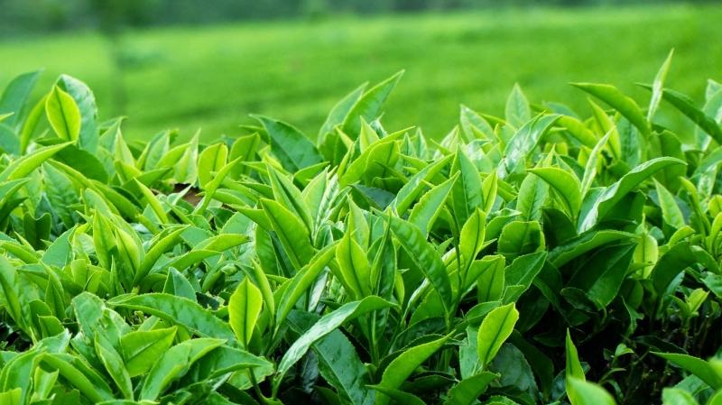 Trà xanh có chất hỗ trợ giảm cân, gia tăng sự chuyển hóa, tiêu hao năng lượng và đánh tan mỡ