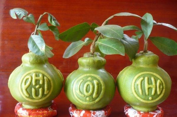 Bưởi hồ lô