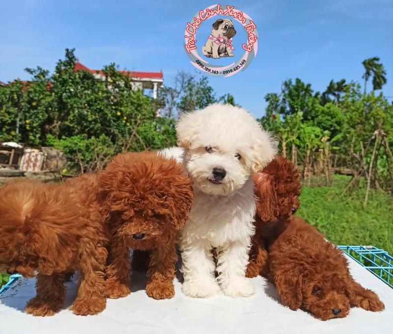 Trại chó cảnh Xuân Trường
