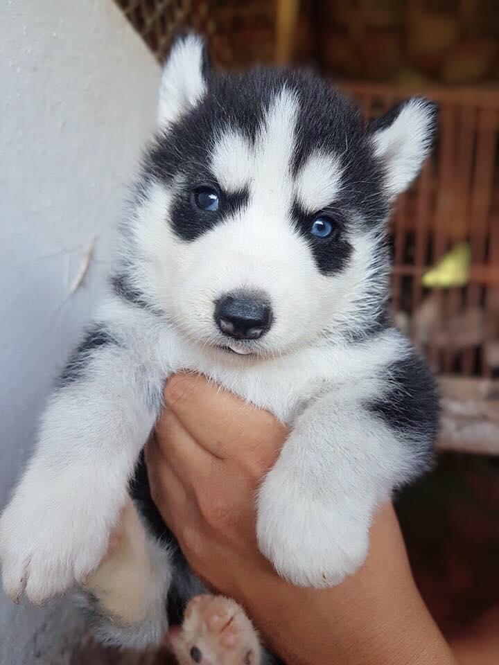 Trại chó Nguyễn Thành Kennels