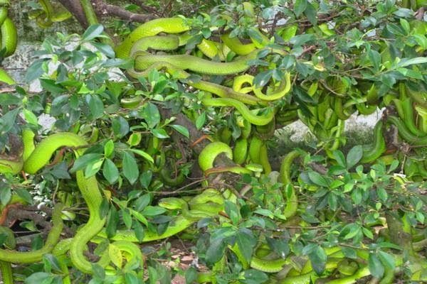 Trại rắn Đồng Tâm- tỉnh Tiền Giang
