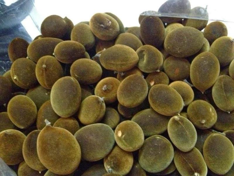 Trái Xay nhung rừng