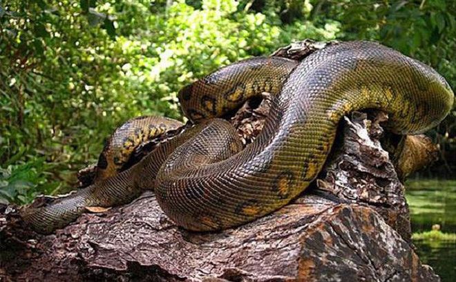 Trăn Anaconda