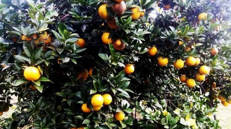 Trang trại cam Vinh Trần Gia
