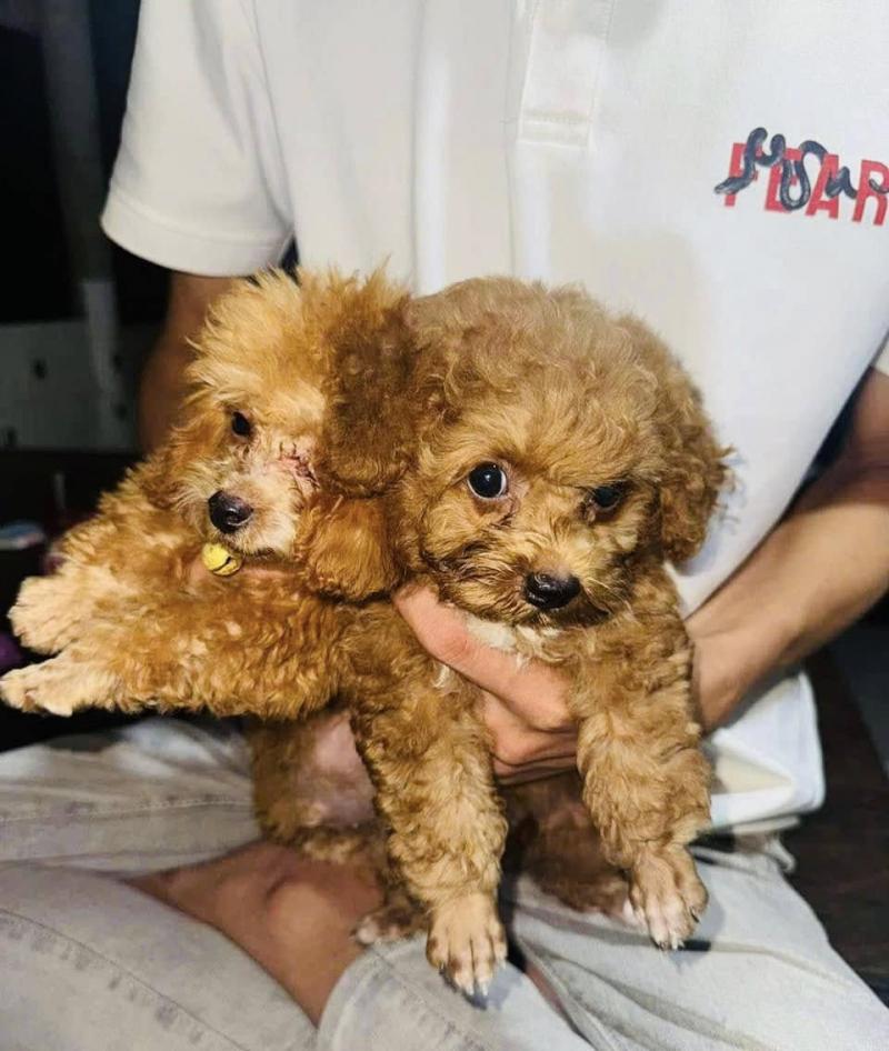 Trang Trại Chó Cảnh Lâm Ngọc Diệu