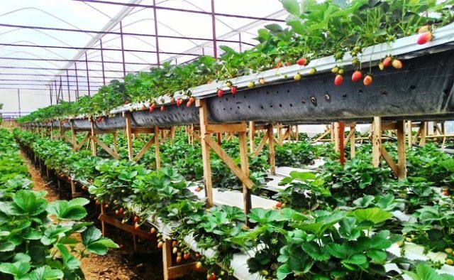 Trang trại dâu tây ở Baguio