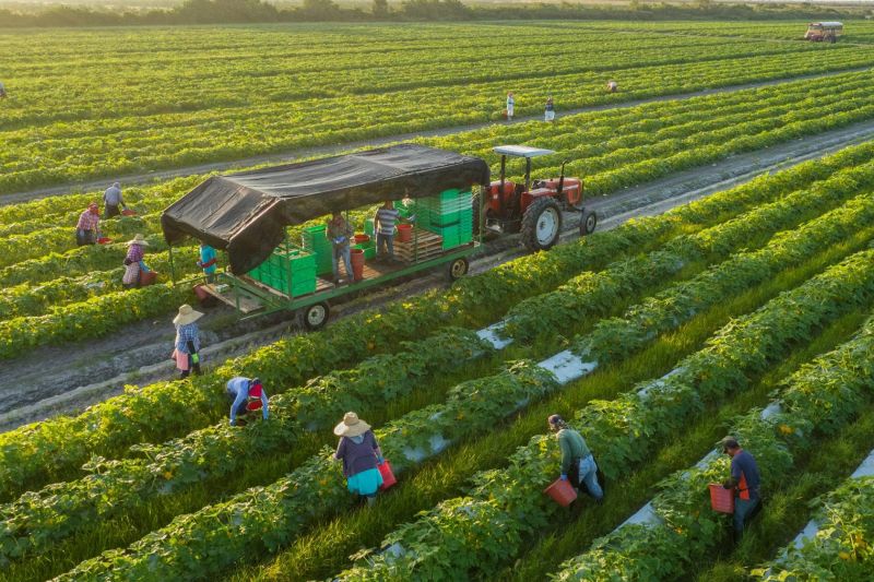 Trang trại hữu cơ  Nông sản ngon
