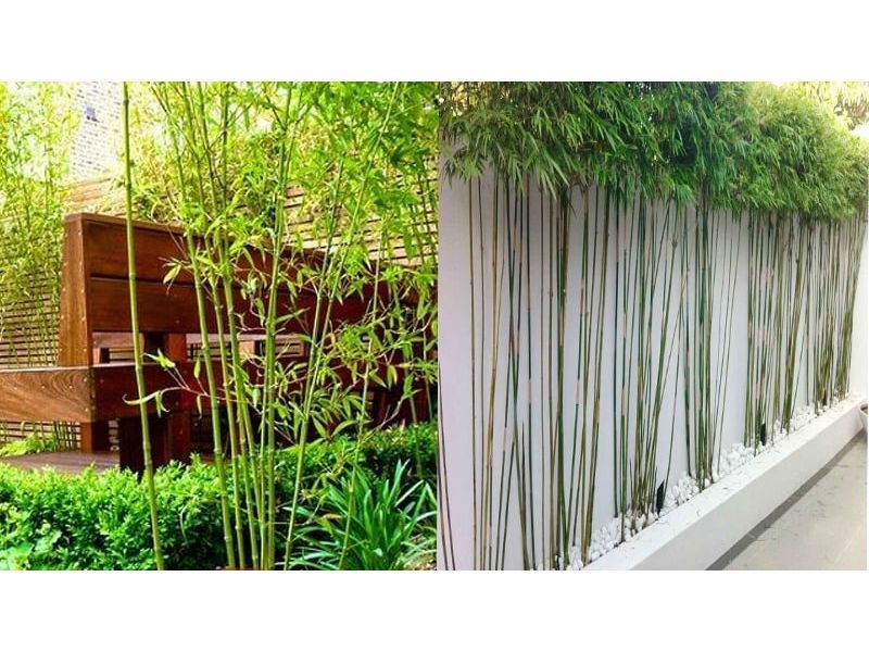 Tre đen và trúc nhật