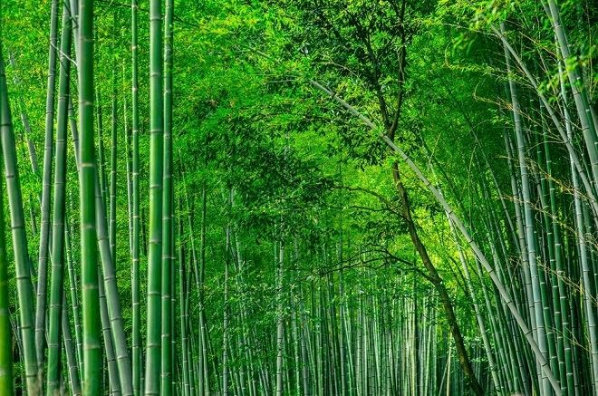 Tre đen và trúc nhật