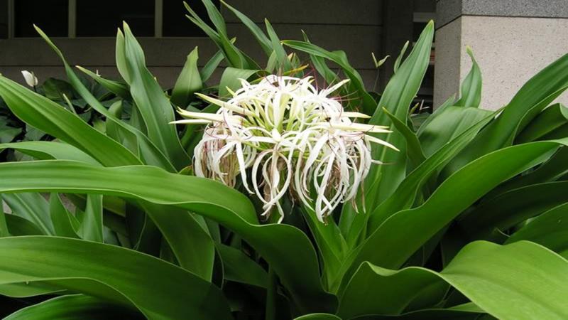 Bài thuốc điều trị bệnh dạ dày, tá tràng