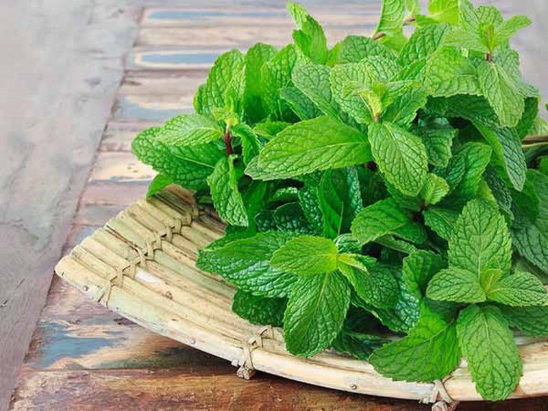 Chữa viêm lỗ chân lông bằng lá bạc hà
