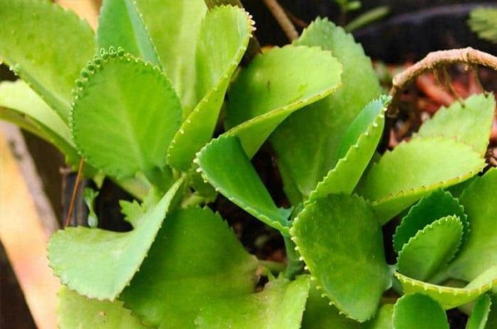 Trị đau mắt đỏ bằng cây bỏng