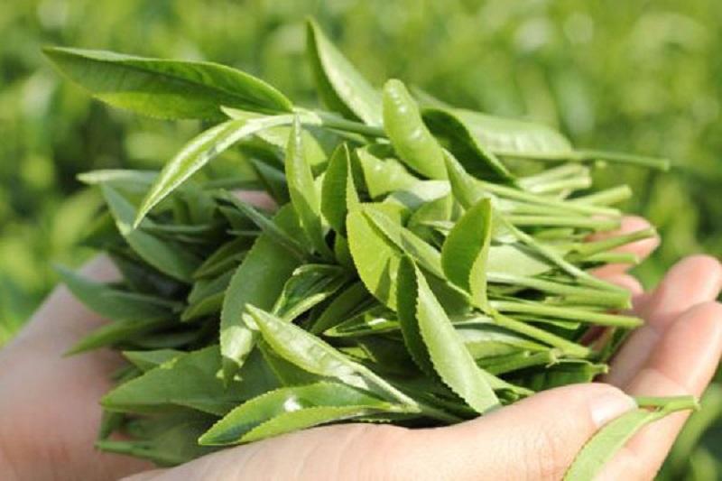 Xông hơi bằng nước trà xanh để trị mụn ẩn