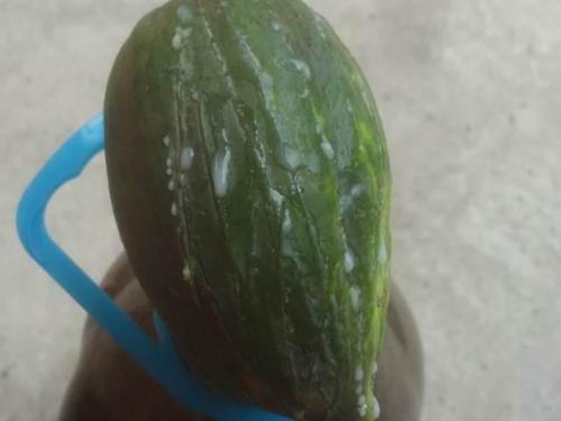 Cách trị mụn cóc bằng đu đủ