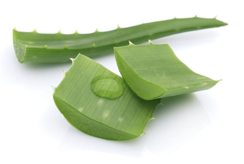 Trị thâm môi bằng nha đam tươi