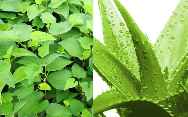 Rau diếp cá và lô hội