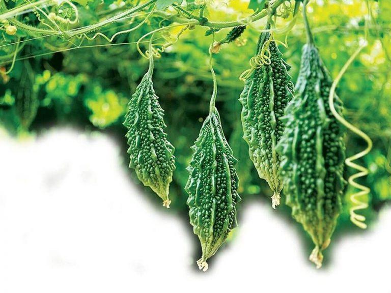 Trị mụn từ khổ qua ( mướp đắng )