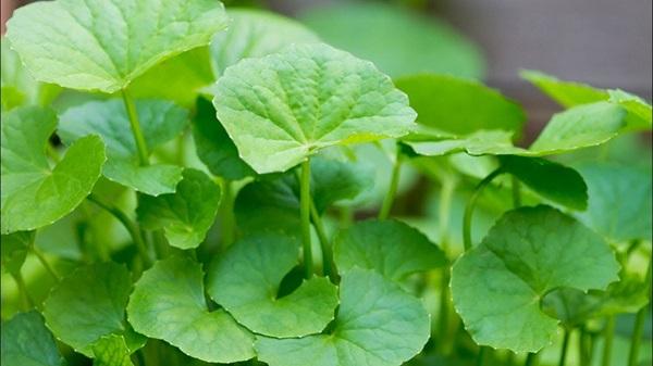 Chữa thần kinh tọa bằng cây rau má