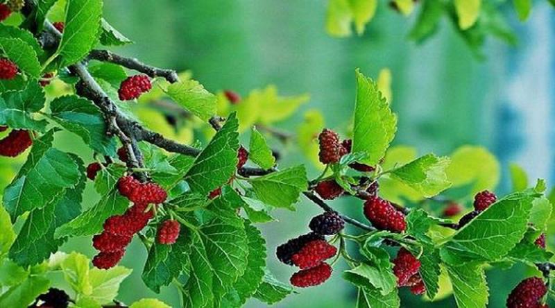 Trị rôm sảy bằng nước dâu tằm