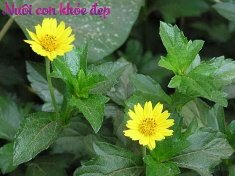 Cây sài đất