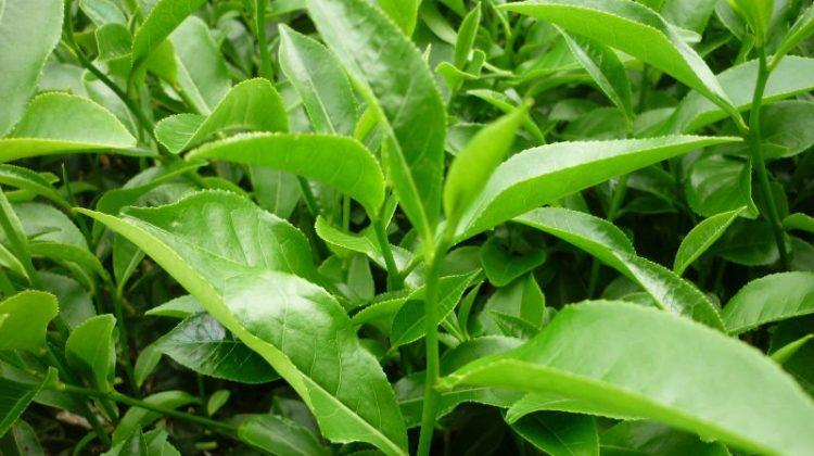 Trị rôm sảy bằng trà xanh