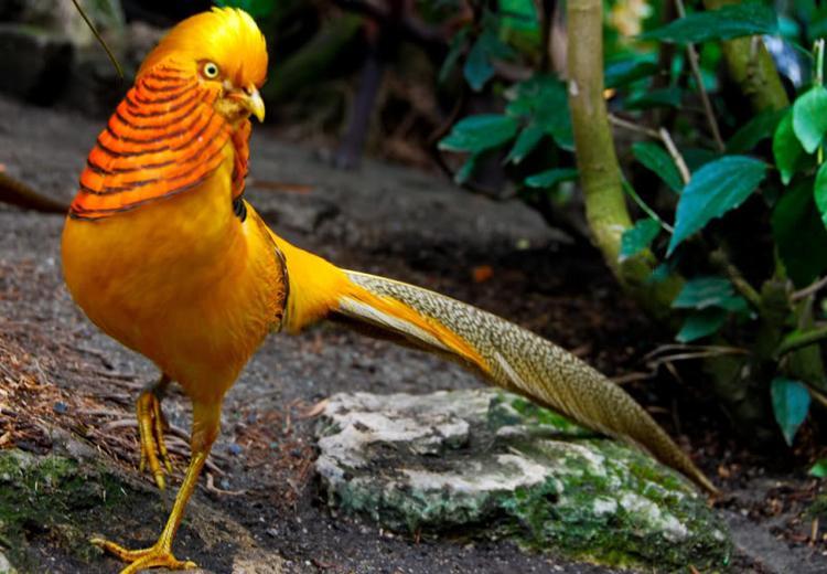 Trĩ vàng - Chrysolophus pictus