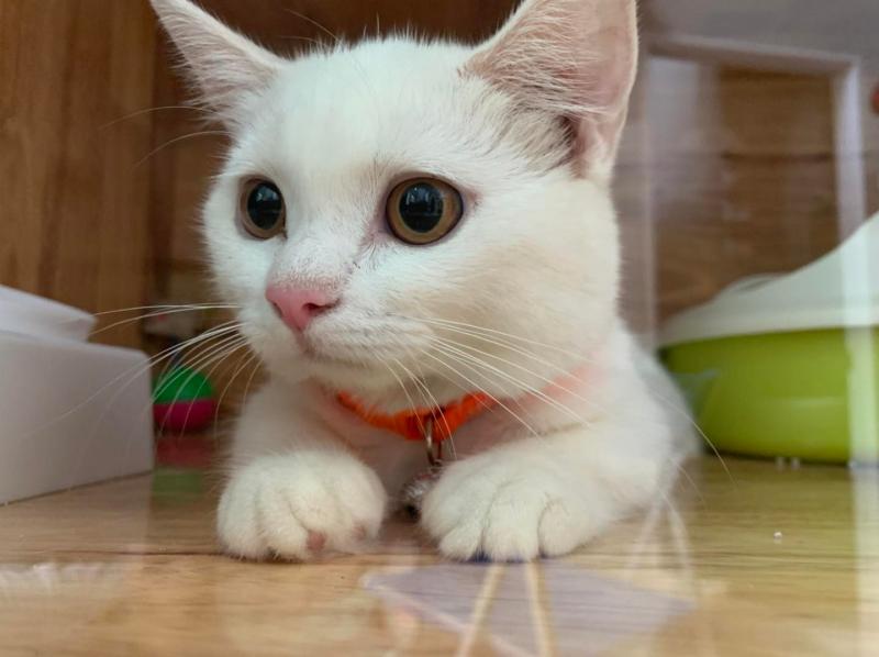 Trông Giữ Chó Mèo HCM