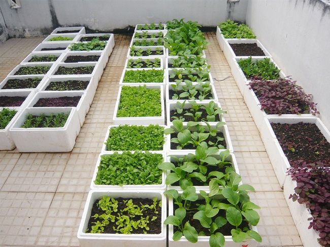 Trồng Rau Tại Nhà - Đà Nẵng